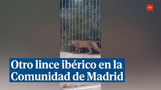 Localizan otro lince ibérico en la Comunidad de Madrid