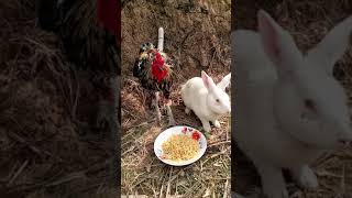 Cute and smart chicken and rabbit