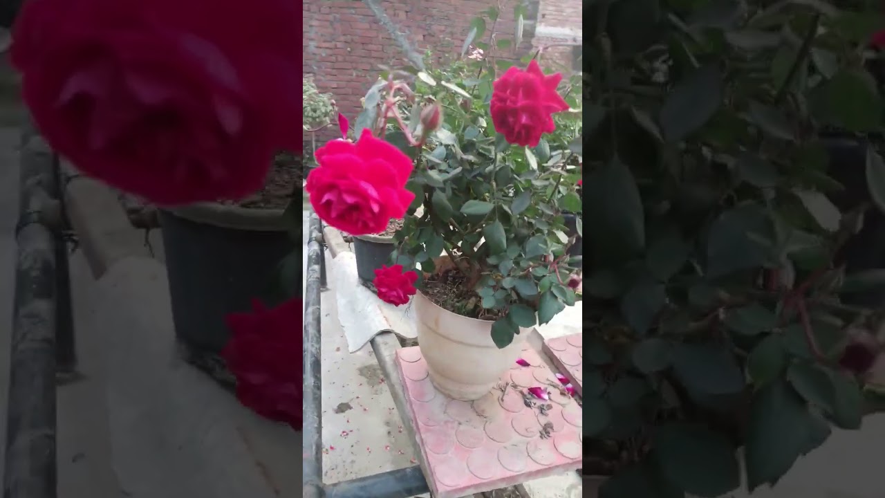Desi Rose plant 🌹