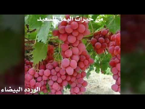 بلدة طيبة ورب غفور