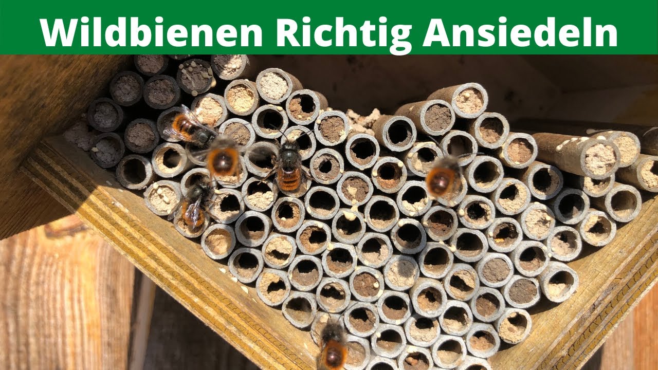 Mauerbienenkinderstube XL AlpenBiene Nisthilfe für Wildbienen 