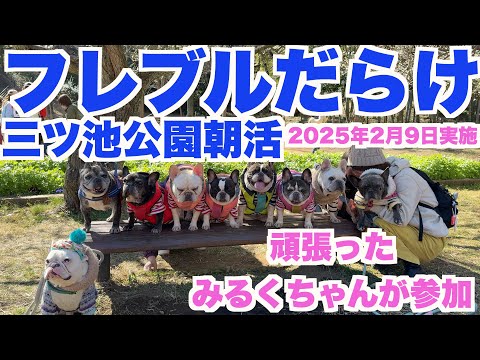 朝にたくさんのフレブルが集まる 朝活 【 フレンチブルドッグ french_bulldog 】(2/9/2025 実施)みるくちゃんに会えた!