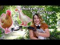 Chickens or Ducks? Best Laying Hens?