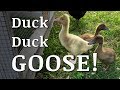 Adding Ducks and a Goose to Our Homestead