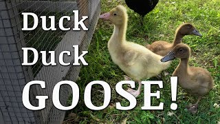 Adding Ducks and a Goose to Our Homestead
