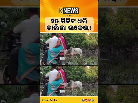 25 ମିନିଟ ଧରି Bull Fight! Puri Road ରେ ଅଟକିଲା ଯାତାୟାତ
