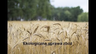 Ekologiczna uprawa zbóż