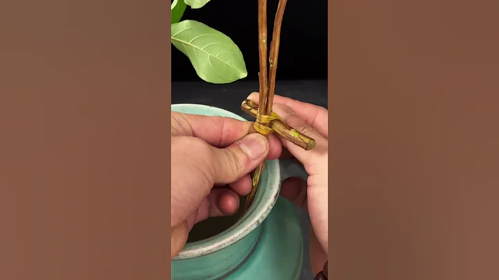 夏日芳馨是紫薇，枝枝翹首似霞飛。 - 天天要聞
