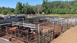 Cattle Auction at Low Country Livestock Exchange, Darlington, SC #cattle #cattlemarket #stockyards