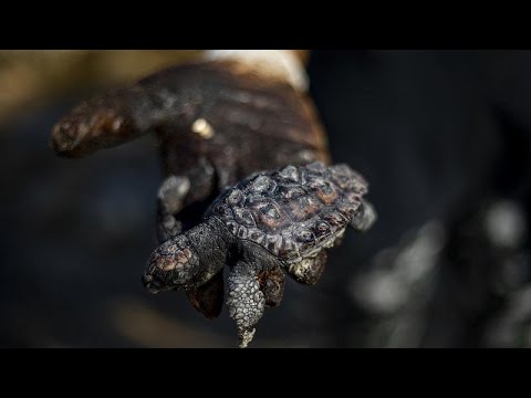 Экологическое бедствие в Израиле