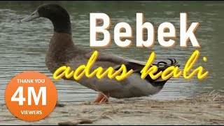 Lagu Bebek Adus Kali