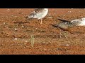 Малый веретенник (Limosa lapponica)