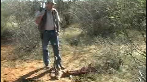 AfricaImpala Sequence 1 MPEG 4 300Kbps