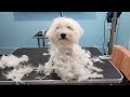 Grooming A Very Very Matted Maltese Girl