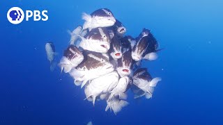 The Sounds of Grouper Spawning