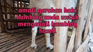 Cara Mengetahui Kambing Hamilcukup Dengan Memperhatikan Gerakan Kaki Kambing