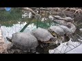 Salgo de excursión y me encuentro todas estas tortugas😍😍