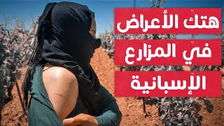 آخر الأخبار فرار عاملات الفراولة المغربيات من جحيم مزارع الفراولة في إسبانيا وشهادات صادمة