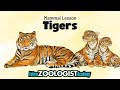 Tiger and Palm Oil Quiz