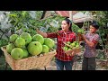 Do you have guava tree at home? Harvest Guava for eating with yummy spicy sweet palm sugar sauce