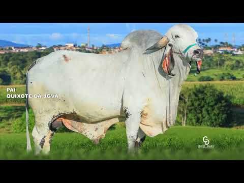 LOTE 28 UVEDÁLIA FIV QUIXOTE JGVA   JGVA940