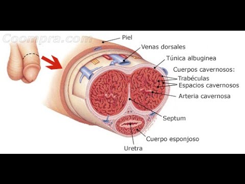 ¿Se puede partir el PENE? YouTube