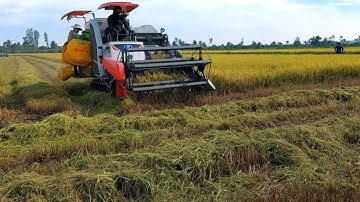 Cảnh Đẹp Miền Tây Vào Mùa Gặt Lúa||Tánh vlog