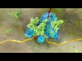 Quiz sobre el proceso de síntesis de proteínas