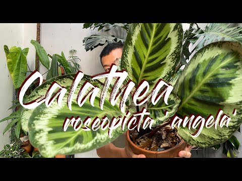 Vídeo: Crearà Calathea a l'aire lliure - Apreneu a tenir cura de Calathea al jardí