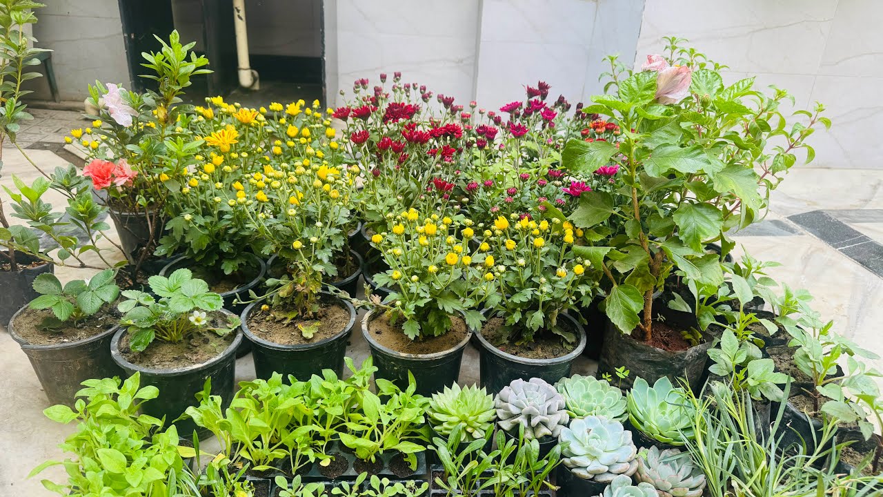 Winter plant shopping 🥰|| winter plant 