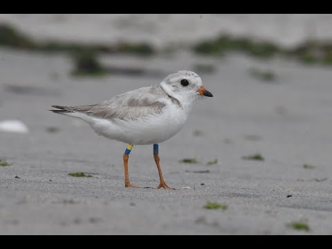 Plover Protectors Honored at 2023 Keesee Awards Luncheon