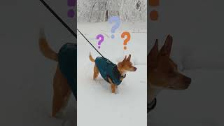What&#39;s This Snow Dog Searching For?! | Dodo Kids
