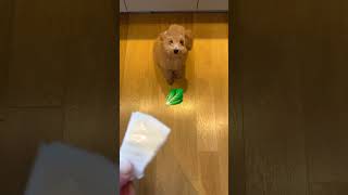 Puppy tastes cabbage for the first time 🥬