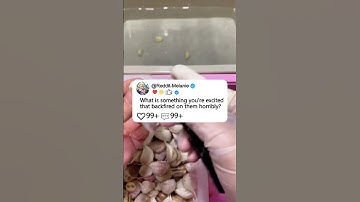 What is something you