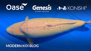 Modern Koi Blog #5626 - Live from Japan: The Jumbo Kawarimono from Yamaguchi
