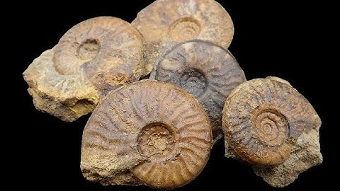 Fossil Preparation  Ammonite Graphoceras