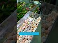 Multi-Layer Hang-On Filter | Bộ lọc treo đa lớp, dễ lắp, sạch nước &amp; tăng oxy #aquarium #fishtank