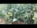 Подкормка низкорослых томатов на повышение урожая.