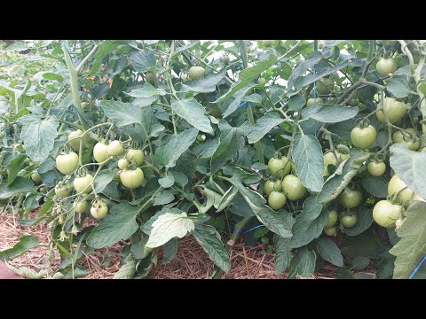 Подкормка низкорослых томатов на повышение урожая.