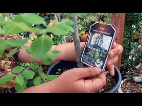 Video: Come si pianta un fenicottero Salix?