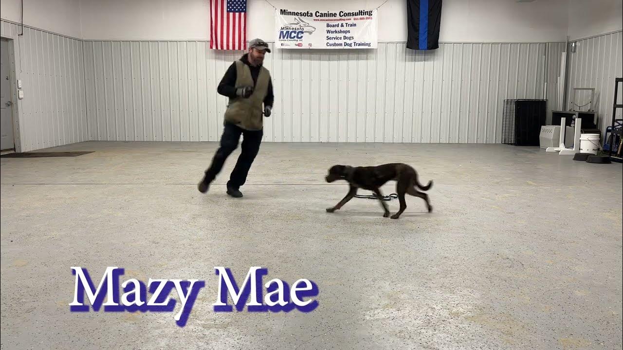 Dog Training!!! Boot Camp Update YouTube