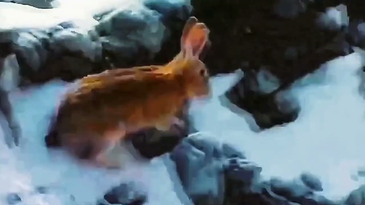 Wild Eagle Hunting: Rabbit Battles for Survival 