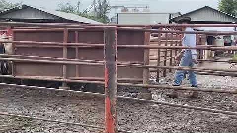 Good cattle in a well designed Bud Box