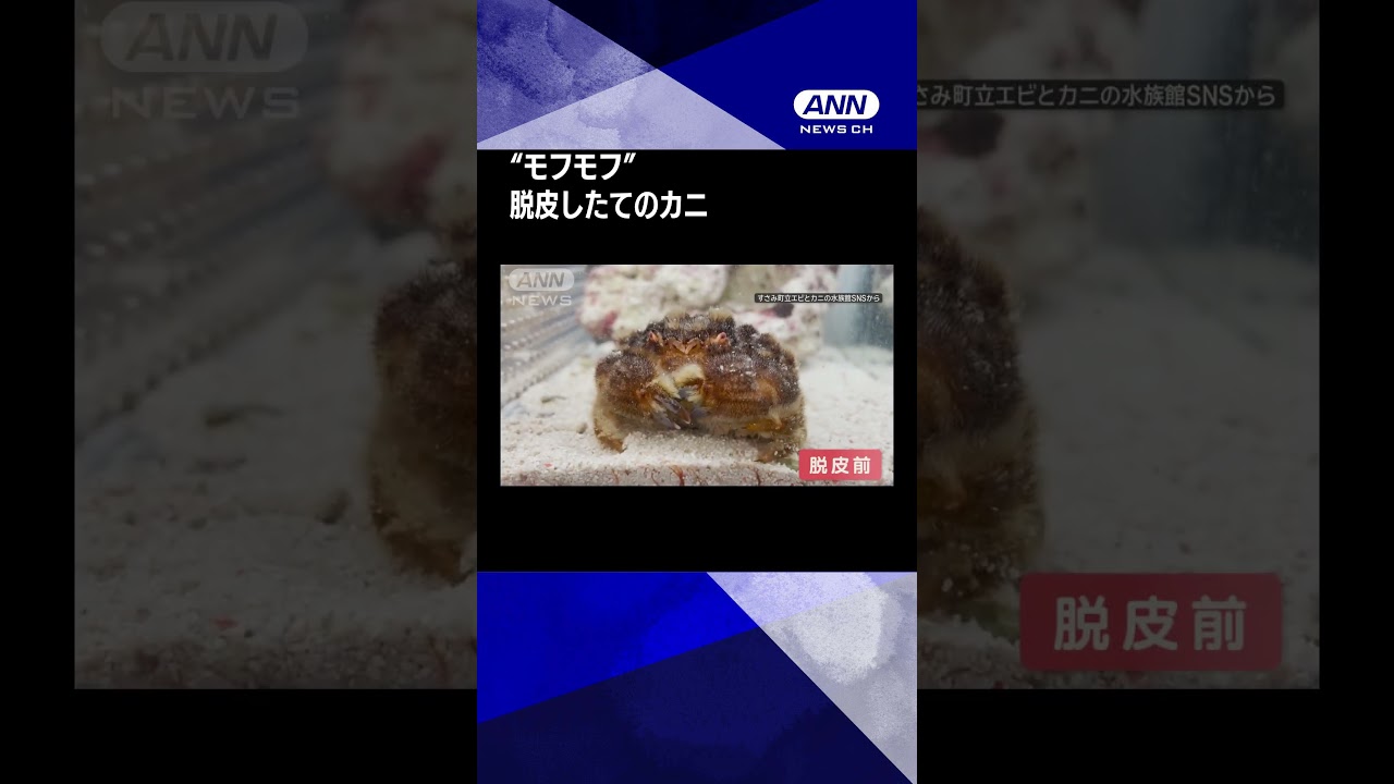 カニなのに全身真っ白“モフモフ”…まるで“ぬいぐるみ” 脱皮で“大変身