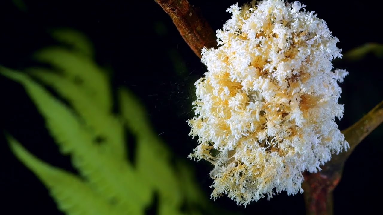 Bande-annonce - La pègre animale