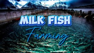 MILK FISH (BANGUS) FARMING