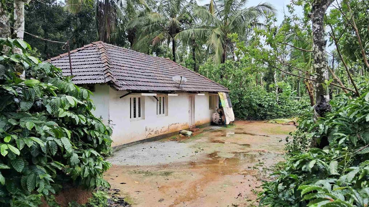 1.5 Acres of coffee plantation with house for sale in between Mudigere and Belur