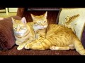 The Daily Kitten, 9/2: The Bird Video.
