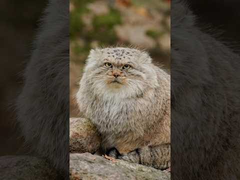 Manul Thomas puts his paw on his tail!