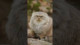 Manul Thomas puts his paw on his tail!